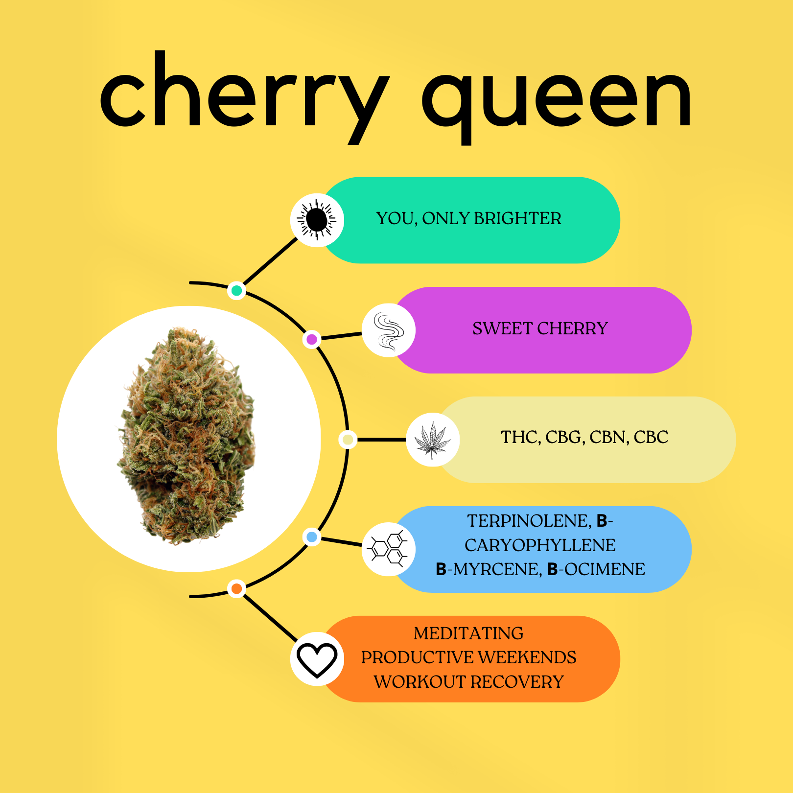 Original Cherry Queen Strain Dating Profile